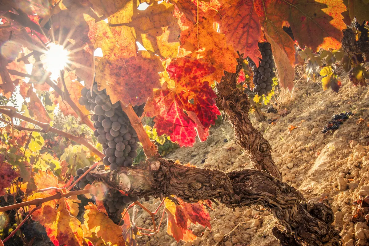 en taxi privado a la rioja desde bilbao